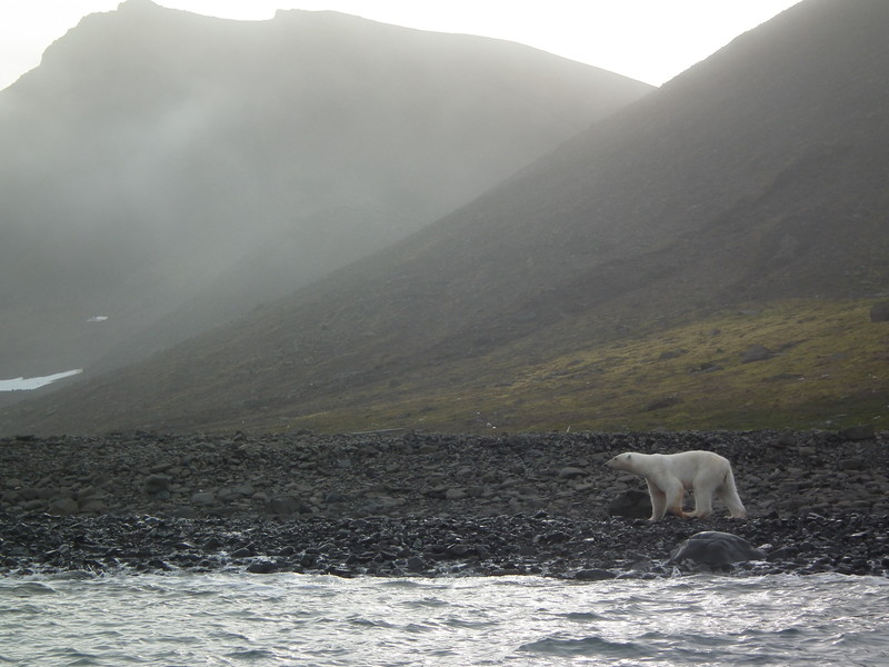 Polar Bear at Kap Brewster