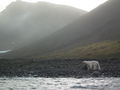 Polar Bear at Kap Brewster