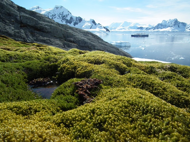 The Antarctic Forest