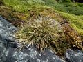 Antarctic Hare Grass