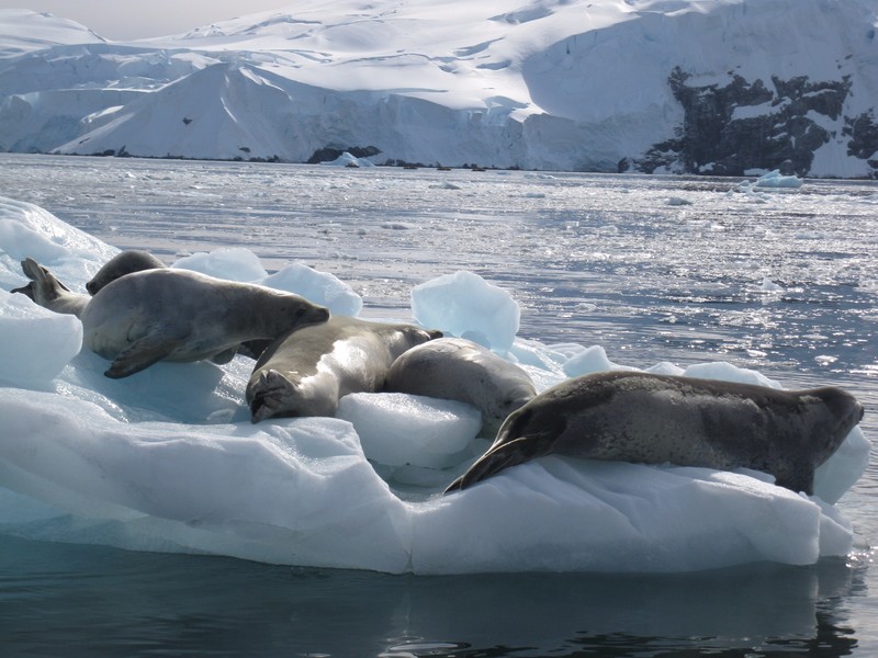 Crabeater Seals