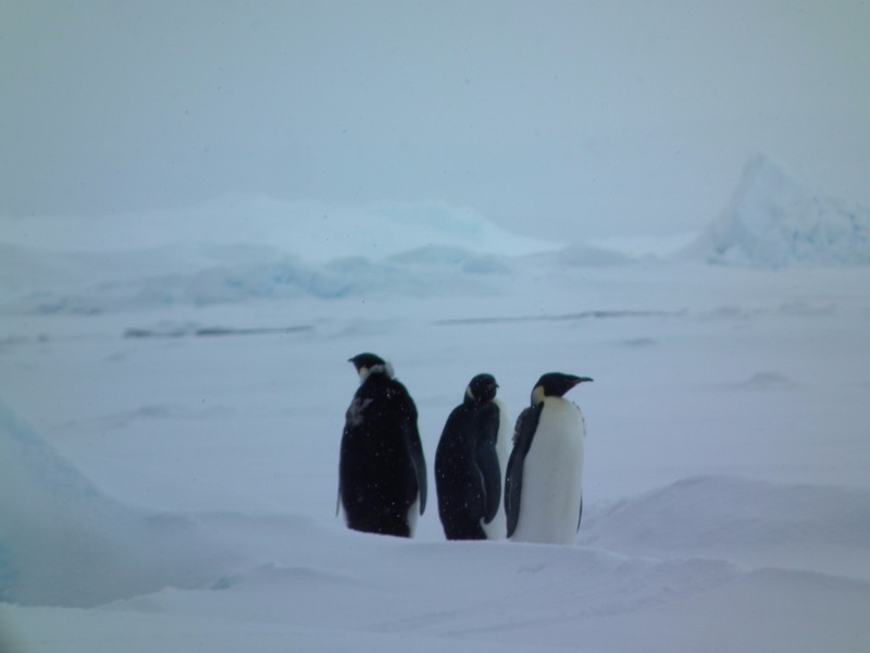 Emperors on Sea Ice