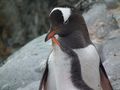Adult Gentoo and Chick