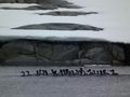 Antarctic Cormorants