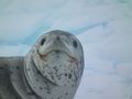 Leopard Seal up close