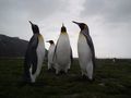 The King Penguins