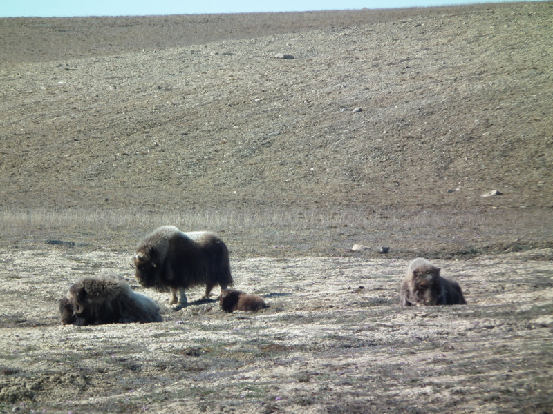 The Musk Oxen