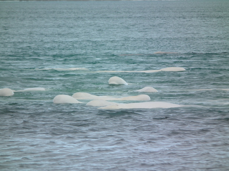Rafting Belugas