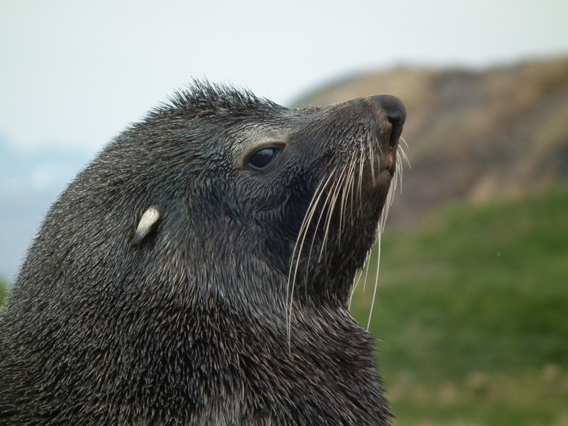 Fur Seal Profile