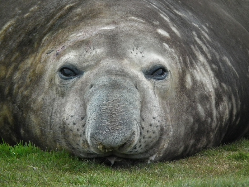 Big Elephant Seal