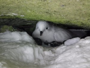 Snow Petrel