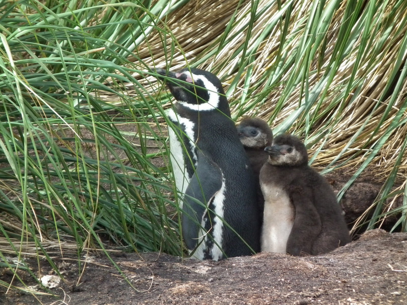 Magellenic Penguins