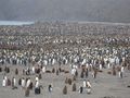 500,000 penguins