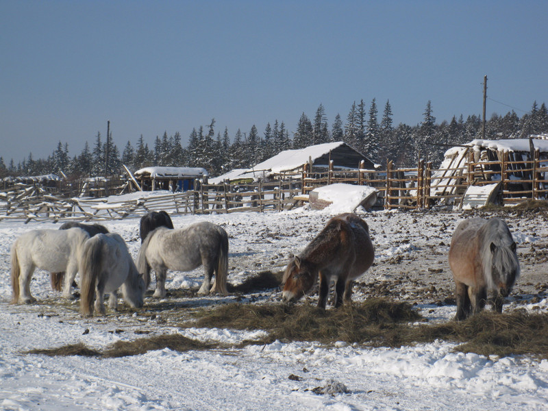 Yakutian Work Horses in Yelanka