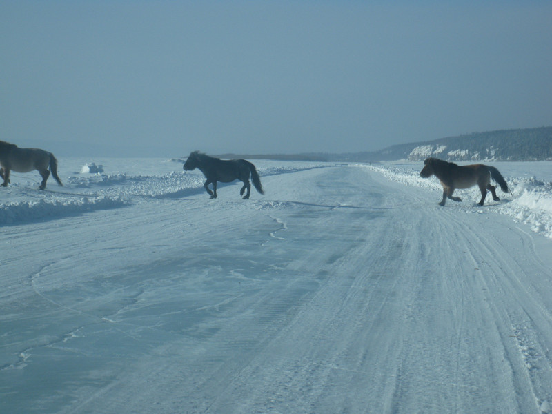 Yakutian Horses Crossing
