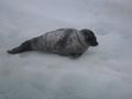 Baby Bearded Seal