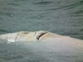 Scarred Beluga