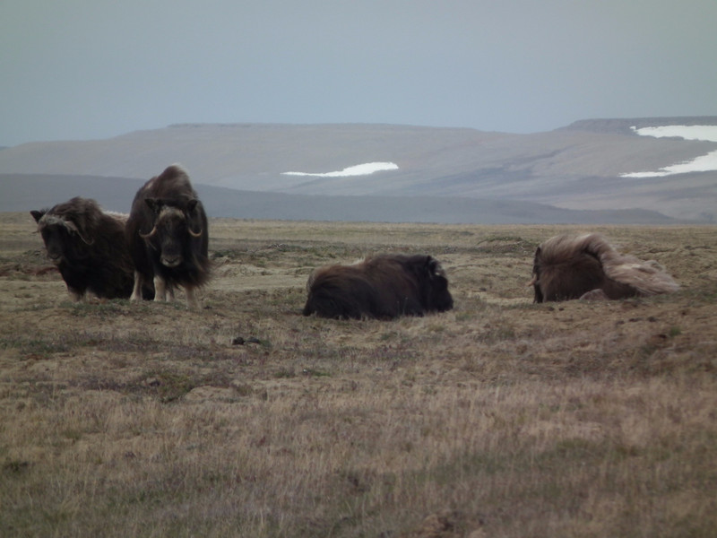 Musk ox in the wind