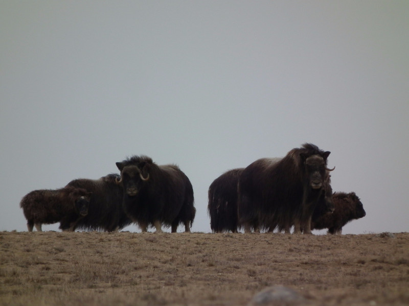 The Musk Ox