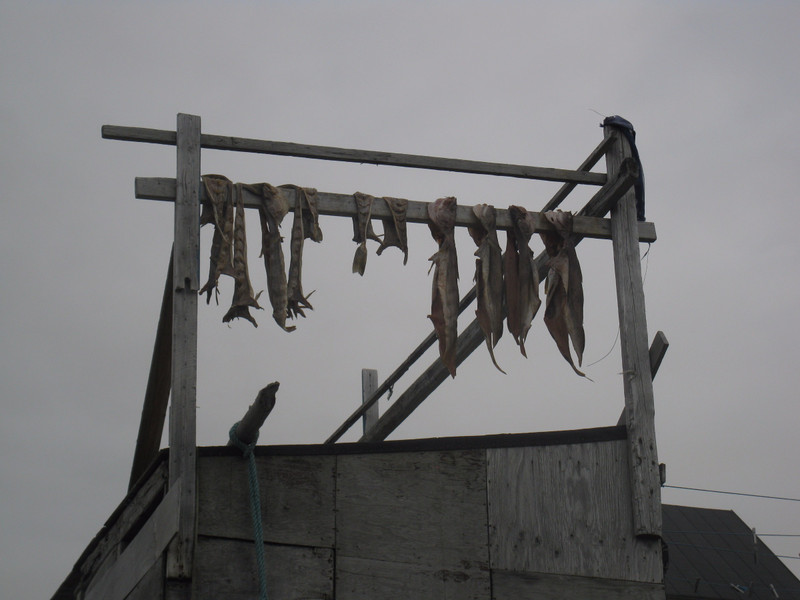 Drying Fish