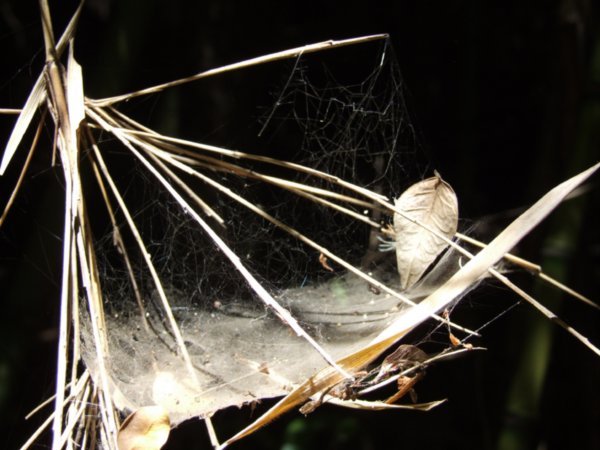 Spider's web like a hammock