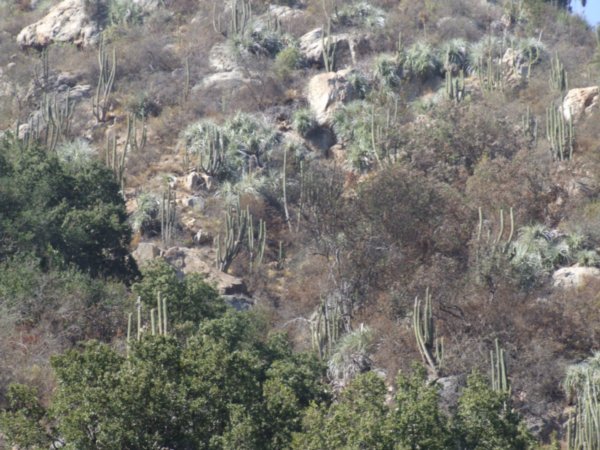 Cactus covered hillside