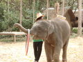 Baby Elephant with hoop