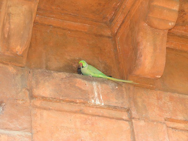 Wild Parrot at the Red Fort