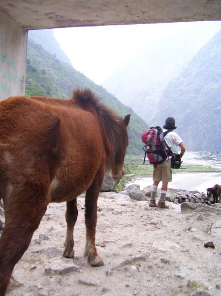 A horse and dipu enjoying the view of the river at the entrance  of Tal