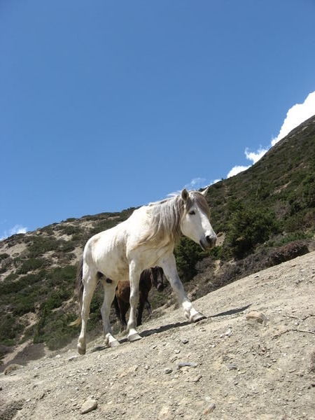 bautiful white horse in the wild