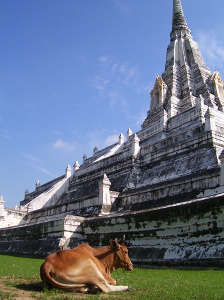 Old temple and a cow