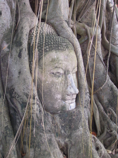 Budha's head in banyan tree