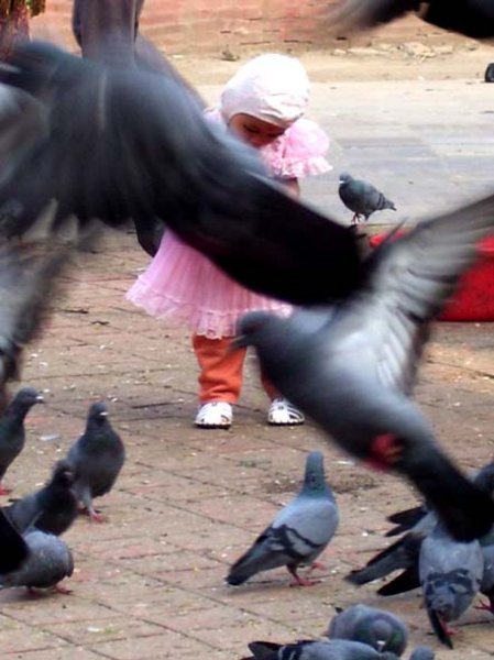kid'n'pigeons