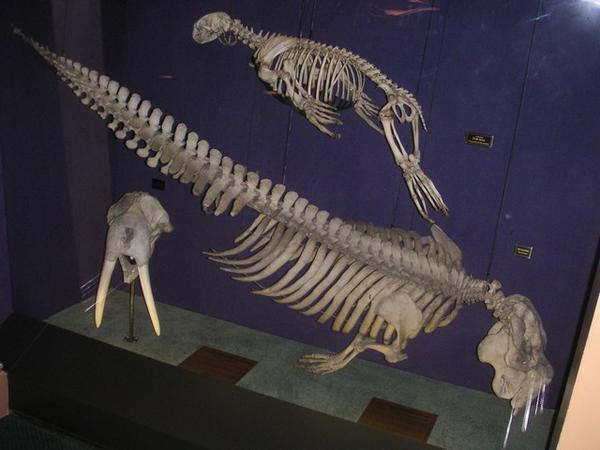 Oh the Huge-Manatee! (Skeleton)