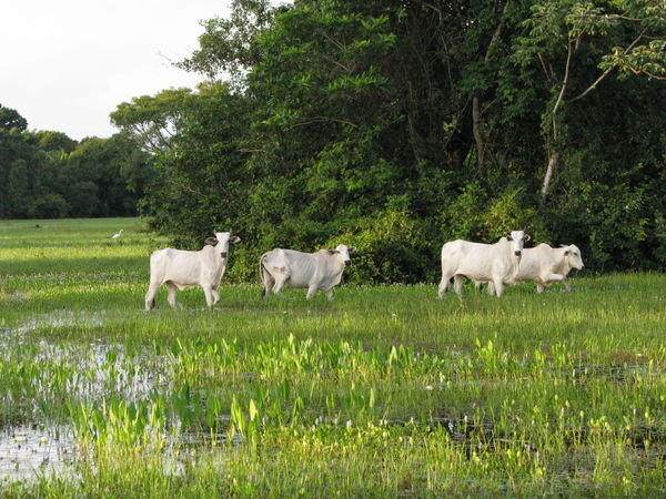 A Typical View in the Pantanal