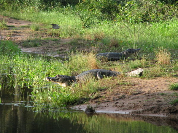 Another Typical Pantanal Scene