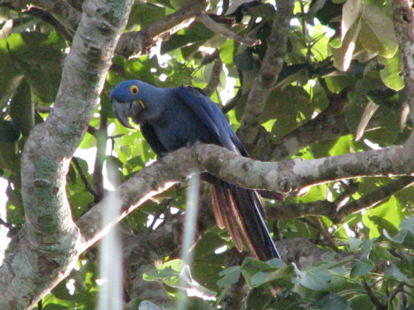 The Rare Hyacinth Macaw