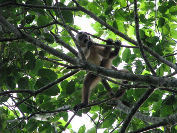 A Brown Capuchin Monkey