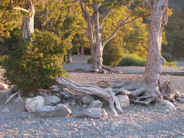 Gnarled trees on Lake Lacar