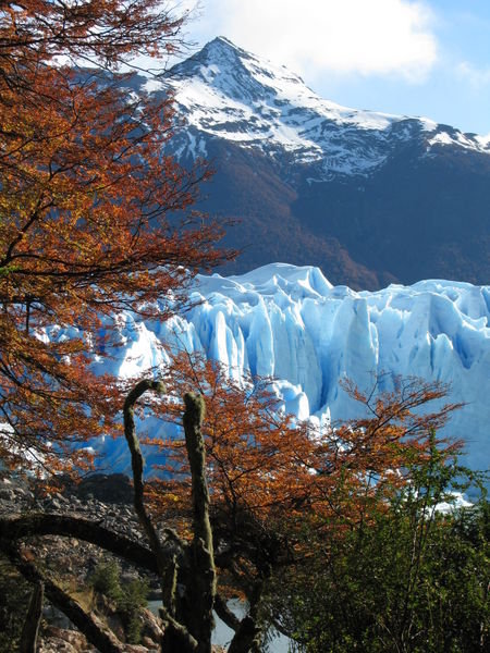 Perito Moreno Glacier through the trees
