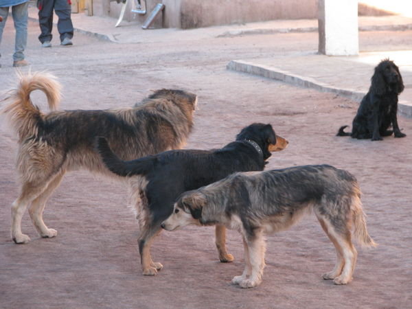 Stray Dogs of San Pedro de Atacama