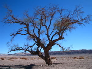 A lone tree in the desert