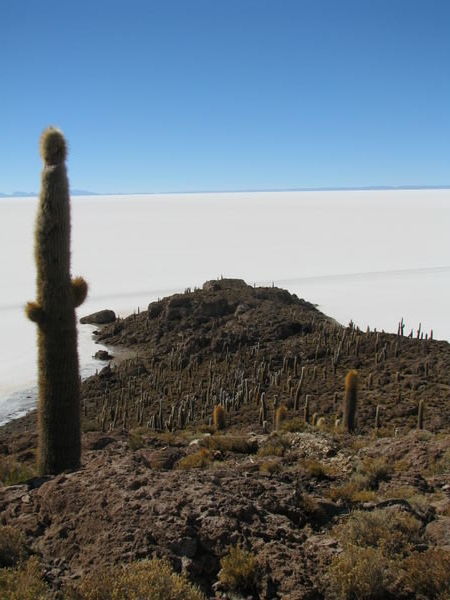 Cacti on Isla de Incahuasi