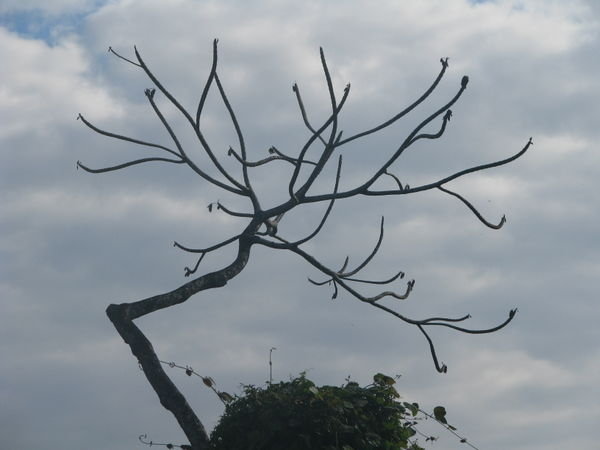 A Strange Tree
