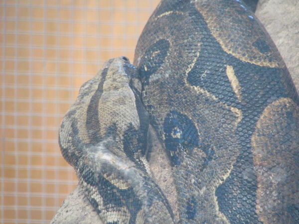 One of the Pythons