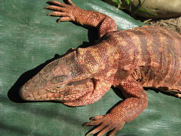 One of the Iguana