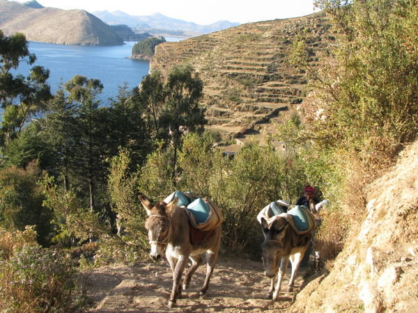 Donkeys on Isla del Sol