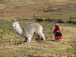 Llama Shepherdess