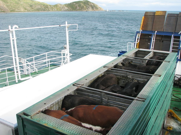 Coos on the ferry 