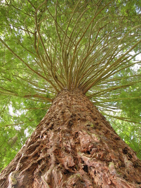 A Redwood